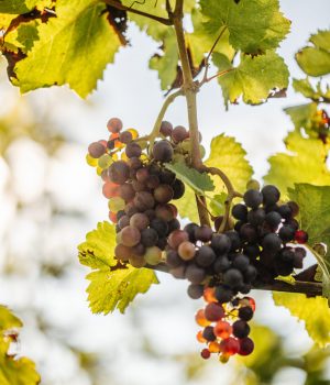Herbst im Weingut