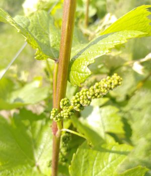 Frühling im Weingut