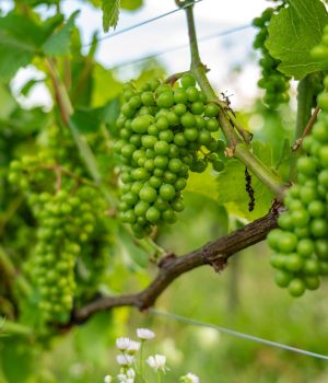 Sommer im Weingut