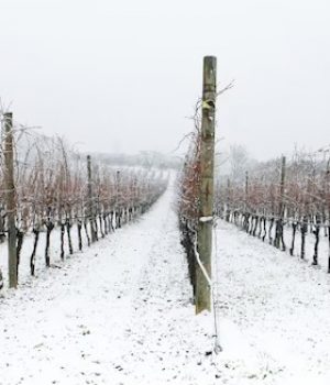 Winter im Weingut